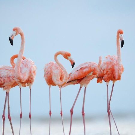 شقة سالين دي جيرو  في L'Oiseau Bleu المظهر الخارجي الصورة